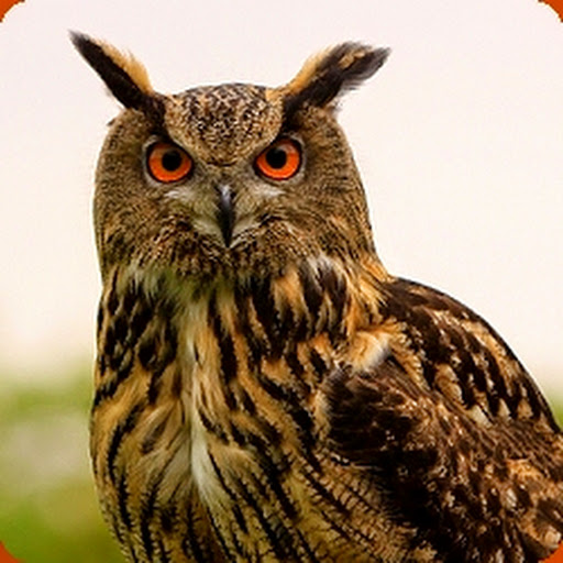 Controversy Owl