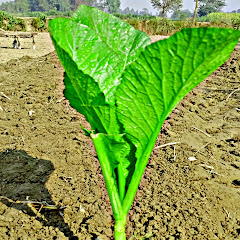 AKM MAITHILI BHOJPURI avatar