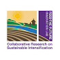 Sustainable Intensification Innovation Lab logo
