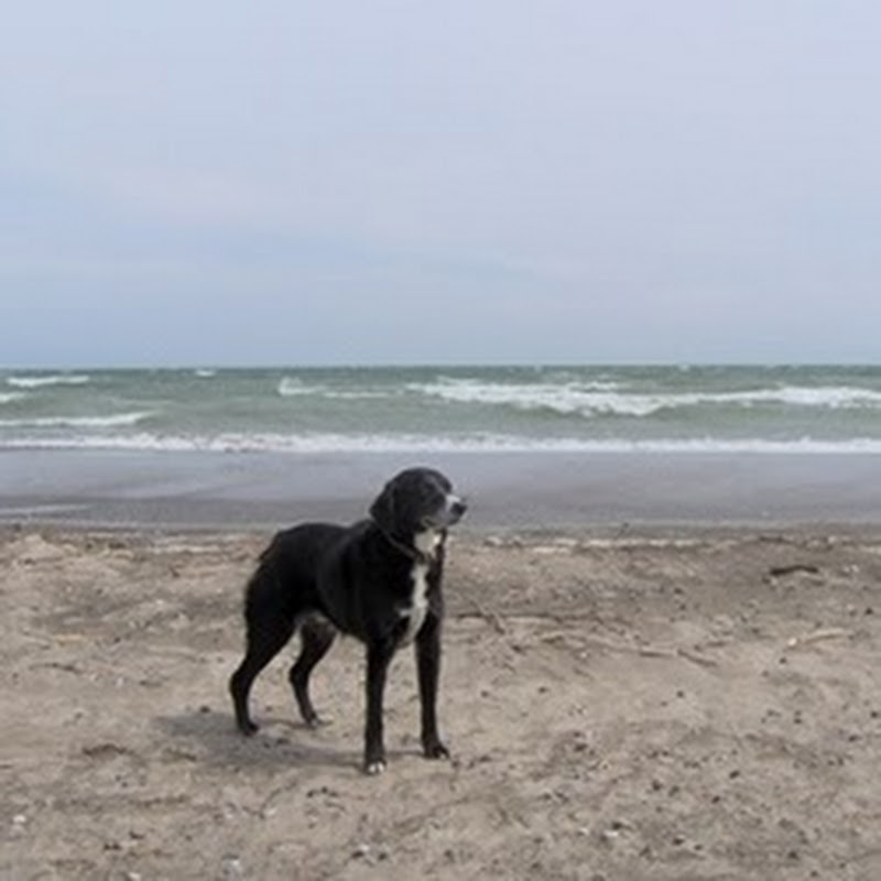 Chien Lunatique