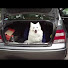 SQQukTnY2MY-channel-avatar-tallflag
