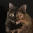 NK0w793RakM-channel-avatar-Androcat