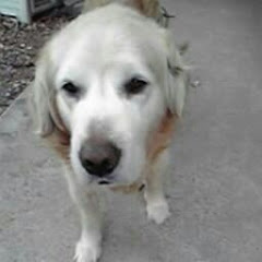 兵斗麓殲ゴールデンチワワ