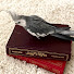 sPDQckOW3Ec-channel-avatar-Books n' Birbs