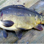 Filofish wędkarstwo—wielkopolskie