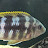 Cichlid JP