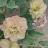 @apple6ification