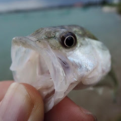 わろたにえん
