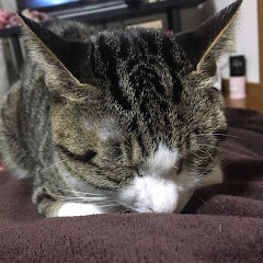 ミルキーちゃん癒しの猫