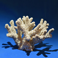 Out On The Reef Avatar