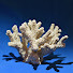 uk6G4LcOxbY-channel-avatar-Out On The Reef