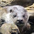 @kawauso3otter26 Avatar