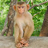 48YfC8VCIsY-channel-avatar-Bebie Monkey TV123