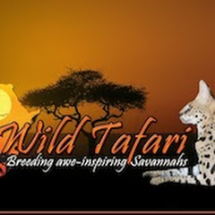 wild tafari net worth