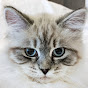 Kuku's Diary Avatar