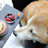 Bmels8fmigQ-channel-avatar-*:.。廚房一隻柴。.:* Baking with Shiba-inu KAMI