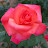 @Rose-we8dp
