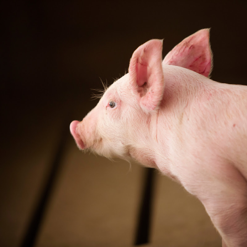 Illinois Pork Producers Association