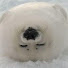 DhuZWfN5GmI-channel-avatar-North Seal