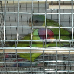 Titu and tweety show