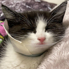 下半身麻痺のハチ