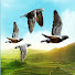 g_U7ViFQv3o-channel-avatar-Pigeonmania