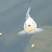 @blazin068 Avatar