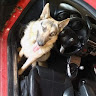 Автор