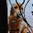 @JerelTeh Avatar