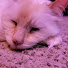 V4Q8HrqKSwE-channel-avatar-Belle Vivi