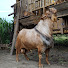 3zX7GYwv77c-channel-avatar-Billy Goat Farm