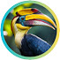 InLPjalffrY-channel-avatar-Forest Wildlife Channel