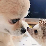 きなこふパーク