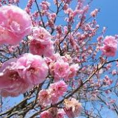 梅桜