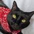 gfk9xJ6q-oA-channel-avatar-Fostering Cats