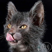 Official Lykoi Cat Channel!