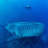 Galapagos Whale Shark Project