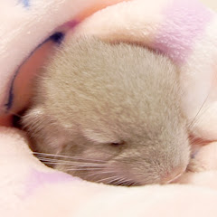 チンチラ成長記録 もこチャンネル