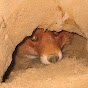 koppangshannen
