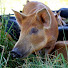 4GVbqYFmGBw-channel-avatar-Niche Meat Processor Assistance Network (NMPAN)