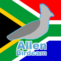 Allen Birdcam Avatar