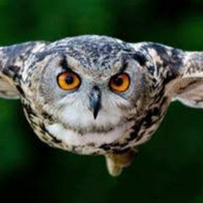 Stanley Druckenmiller Interview - The Economic Club of New York (2019)