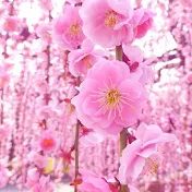 Japanese Folk Songs