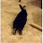 @annakoschka's avatar