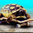 @skateboardturtle