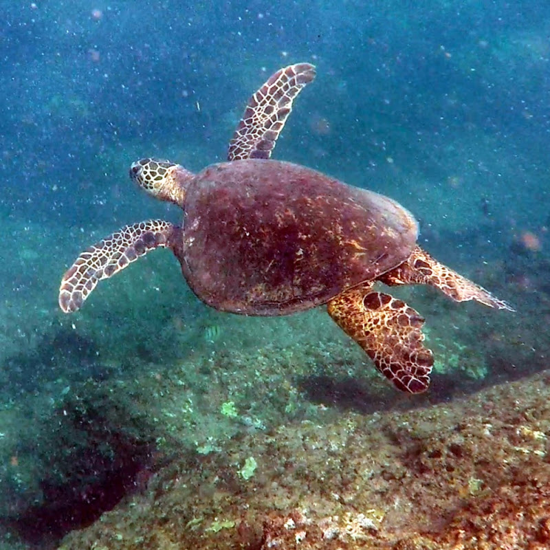 KauaiKev