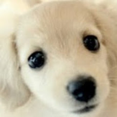 ゲームチャンネルYUKIの