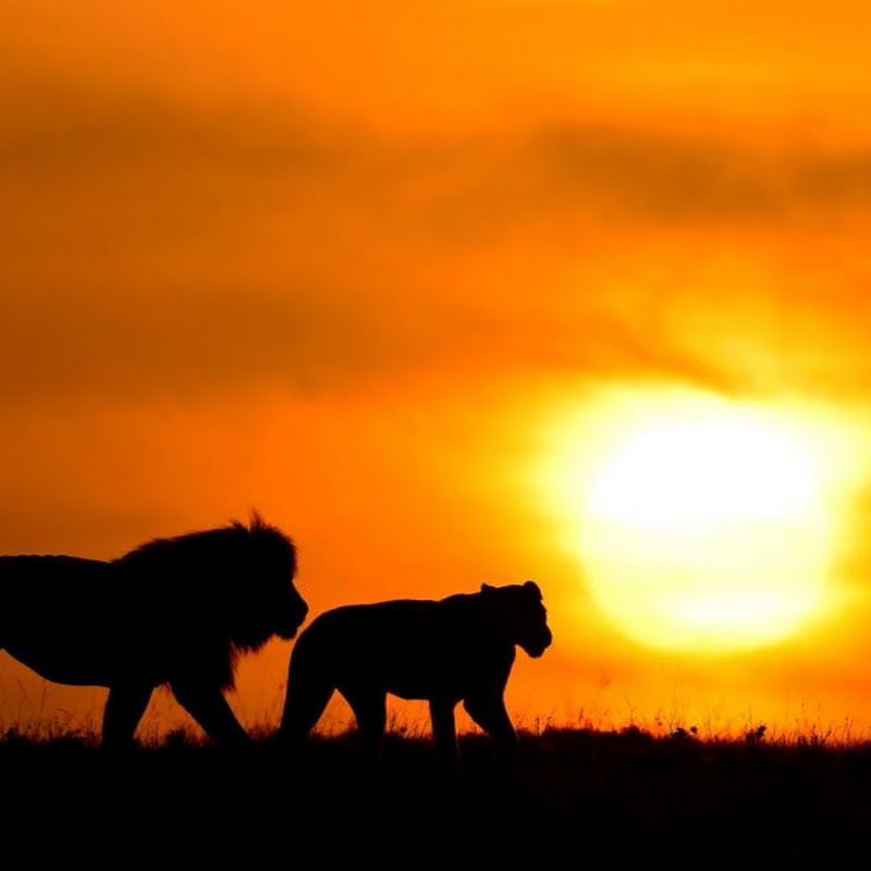 Maasai Sightings