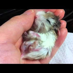 ハムスター食堂 Hamster Restaurant