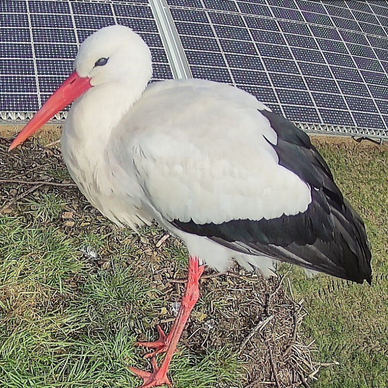 Storchennest Pahlen logo